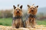 YORKSHIRE TERRIER 629